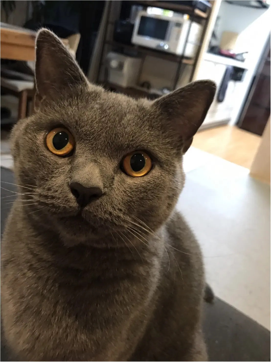 【今日のにゃんこ】イケメンにゃんこすぎる♡ レオくんのキリッとフェイス♪_1