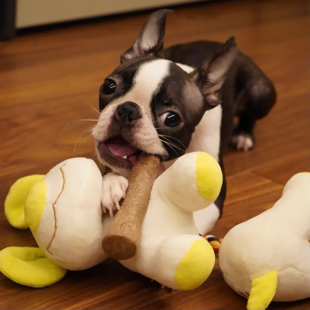 新品のおもちゃで遊ぶ犬・アルコくん