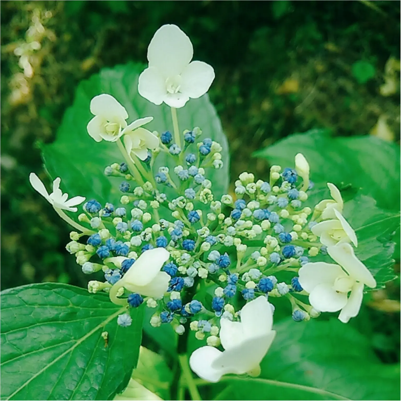 【岐阜おでかけスポット】東海地方の紫陽花の名所「あじさいの山寺 三光寺」(443 まゆ _3