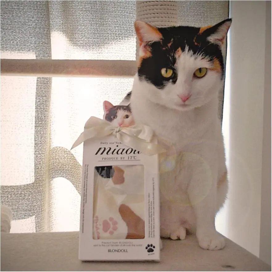 【今日のにゃんこ】三毛猫・ちよちゃん、おしゃれグッズのパッケージに登場!_1