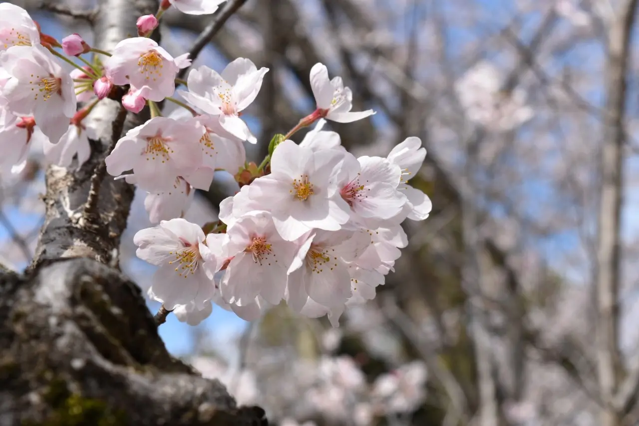 佐倉城址公園でお花見♡_2