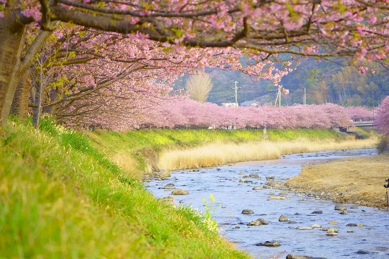 河津桜の画像
