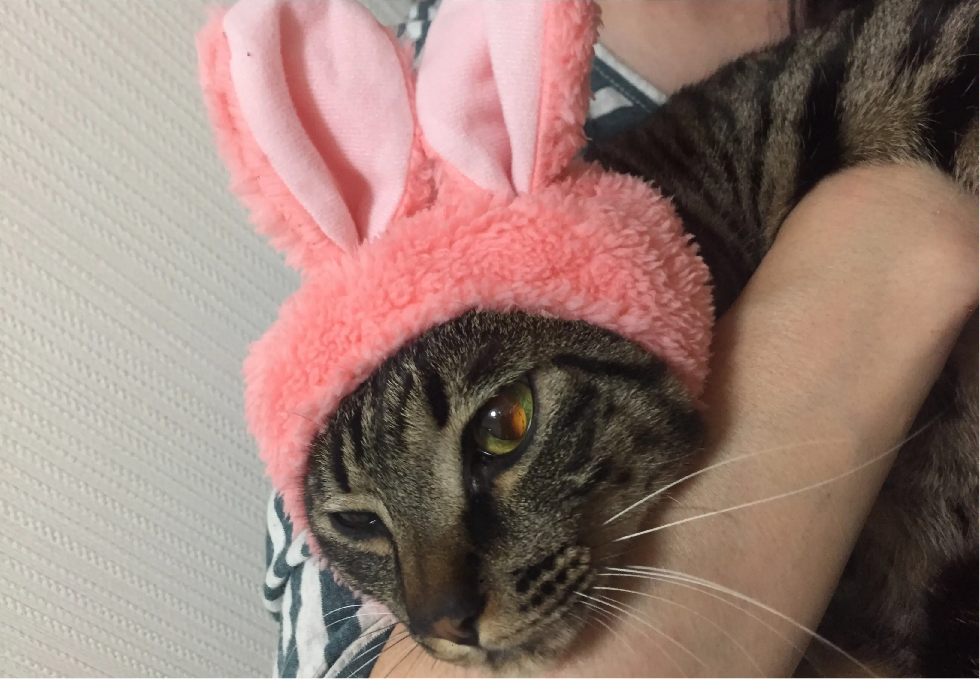 話題のガチャガチャ!ねこのかぶりものシリーズ♡_3