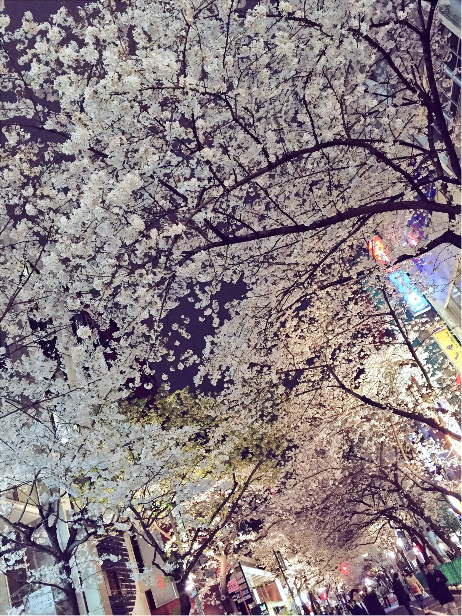 ♡りぃおすすめ!都内の夜桜スポットBEST3♡_3