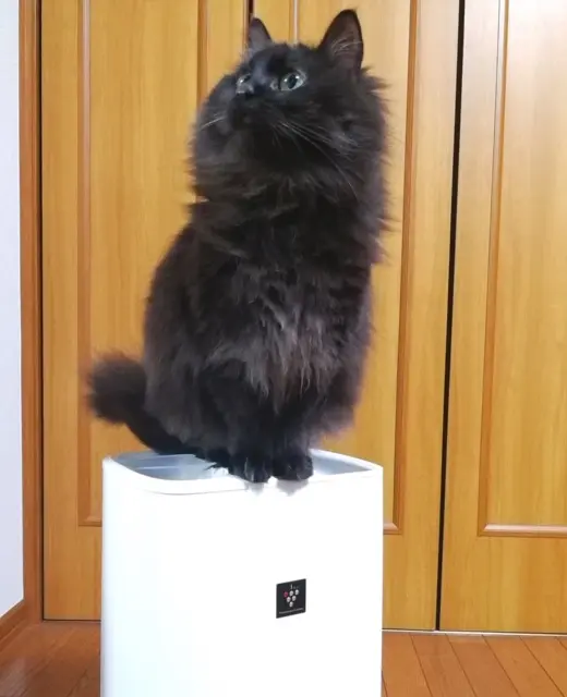 【今日のにゃんこ】家電の上でおすましモードなゆらちゃん_1
