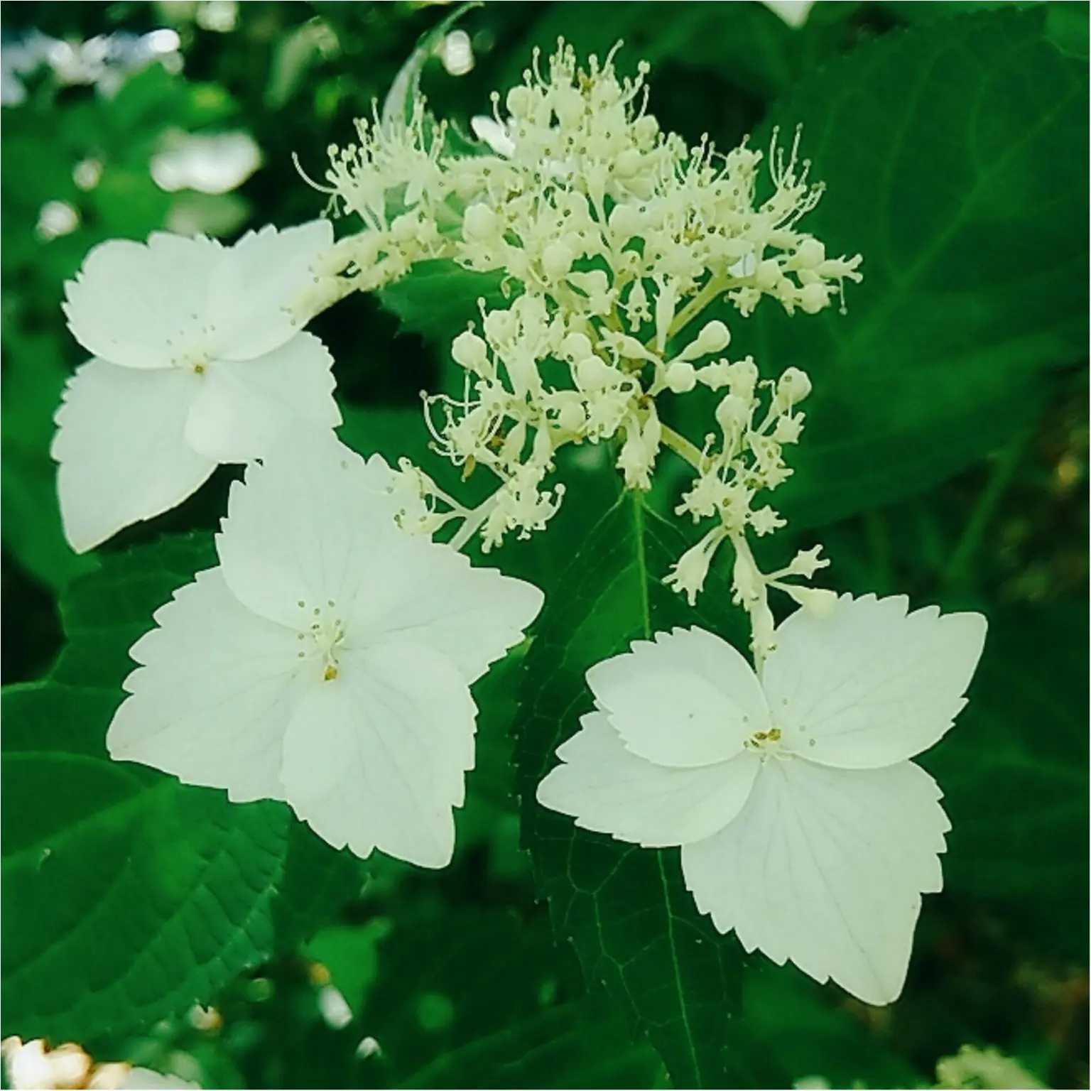 【岐阜おでかけスポット】東海地方の紫陽花の名所「あじさいの山寺 三光寺」(443 まゆ _2