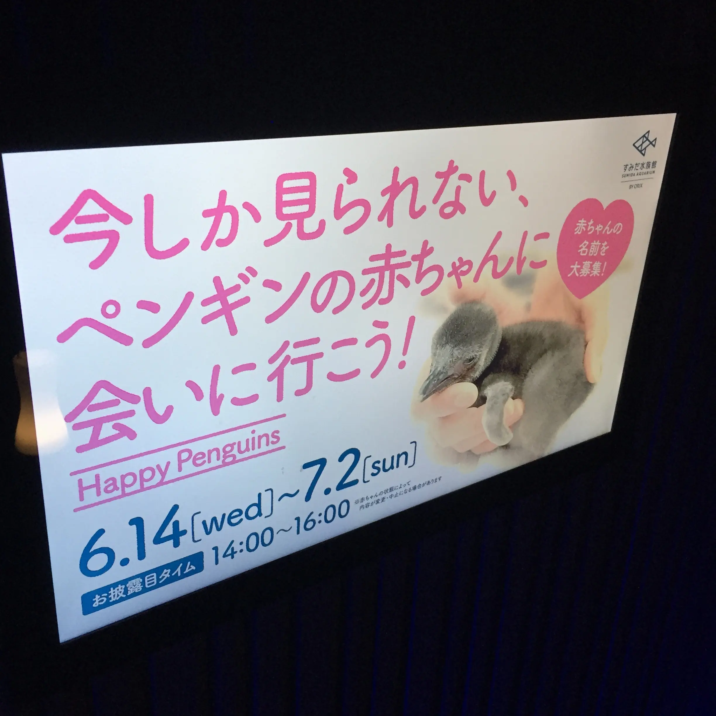 【6/18まで】すみだ水族館のスペシャルコラボ✨期間限定『ほたるの夜』でロマンチックな夜を♪♪ _8