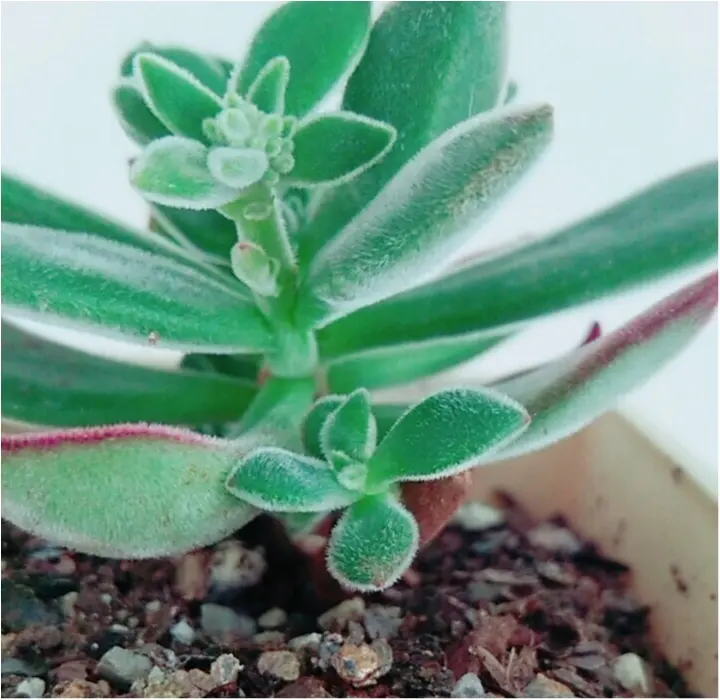 見たことありますか? 可愛すぎる!多肉植物の赤ちゃん** _3