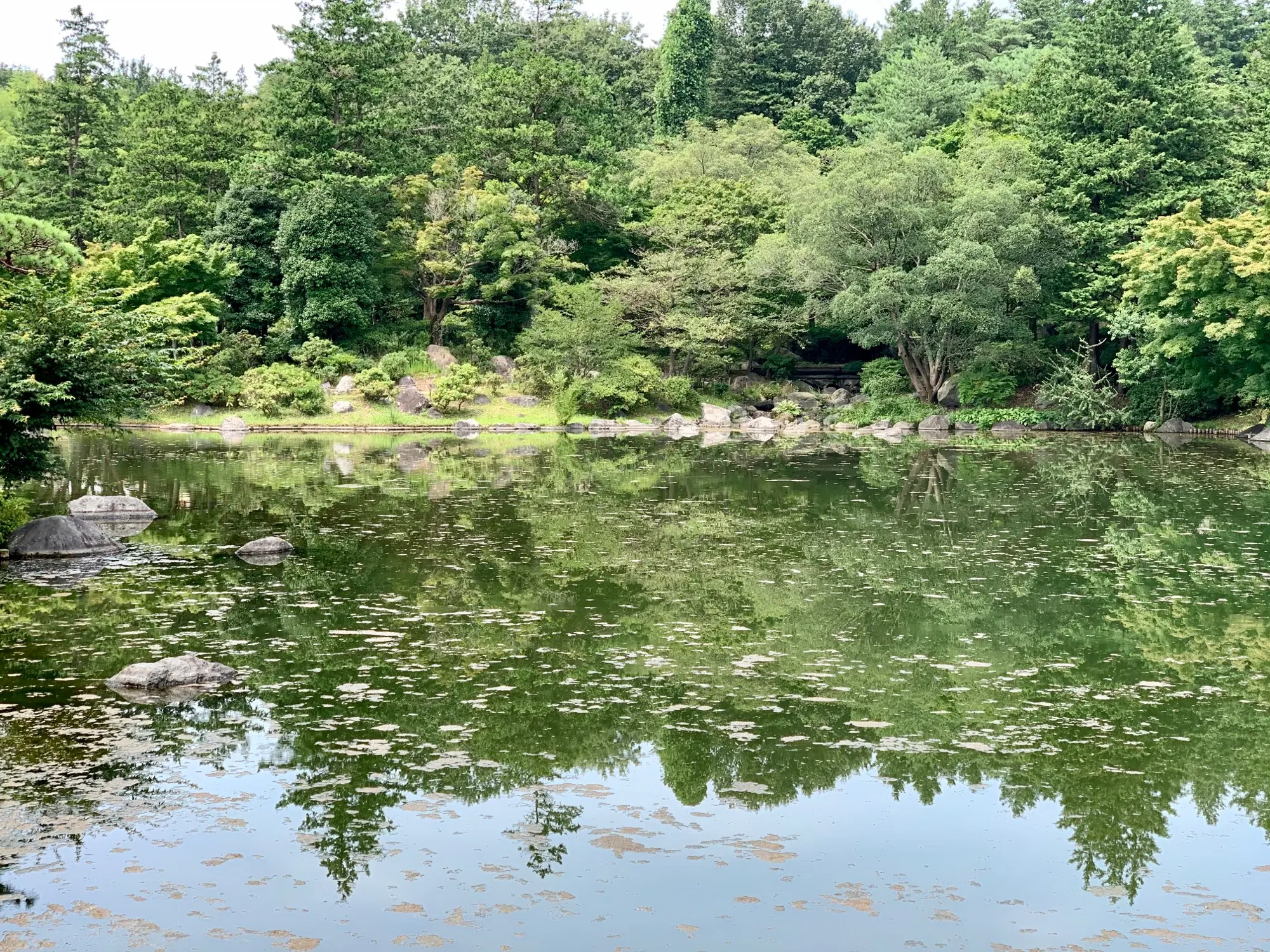 《ひまわりが今満開❤️》【立川•国営昭和記念公園】で過ごすのんびり休日☻_4