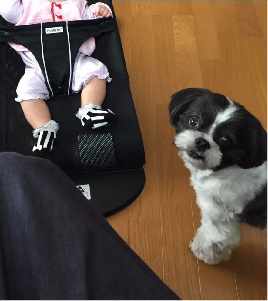 【今日のわんこ】かわいすぎる~♡ アイビーくんは赤ちゃんに夢中_1