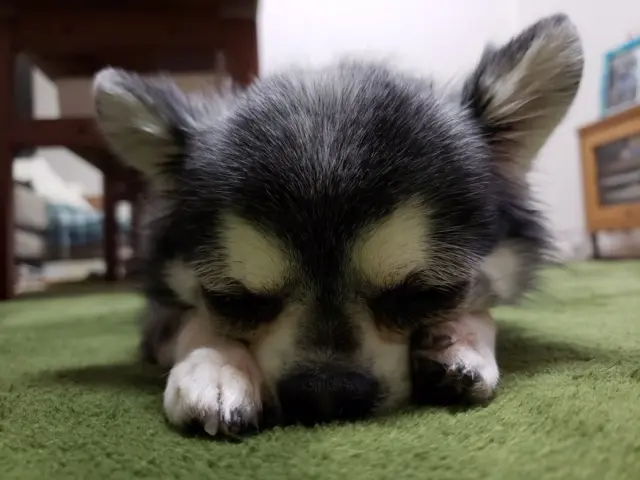 【今日のわんこ】まあるくなったててまるの小さな手に愛おしさ爆発♡_1